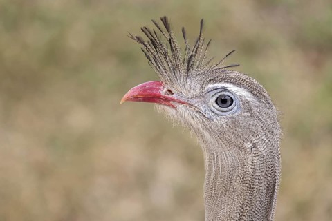 Red-footed seriema (Cariama cristata), portrait, grass savannah, Pantanal, Brazil, South America