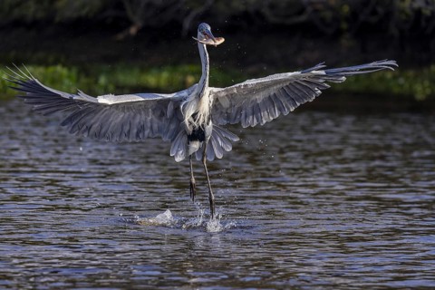 Cocoirei heron (Ardea cocoi), flying with fish, Rio Claro, Pantanal, Brazil, South America
