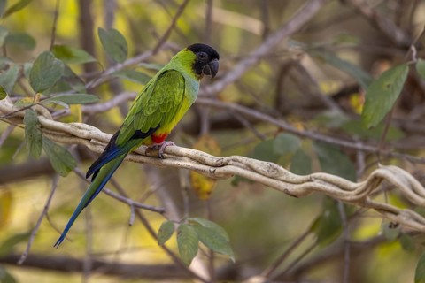 Nanday parakeet (Aratinga nenday) on liana, Pantanal, Brazil, South America