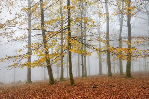 Beech forest, beech trees (fagus) with last yellow leaves in autumn, bare trees and fog,