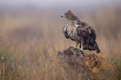 Bonelli's eagle (Aquila fasciata), on tree stump, La Mancha, Spain, Europe