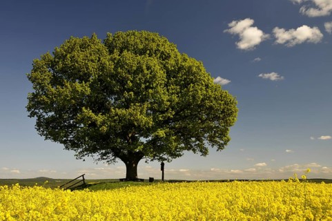 Peace oak, (Quercus) in front of rape field near Hombressen, Hesse, Germany, Europe