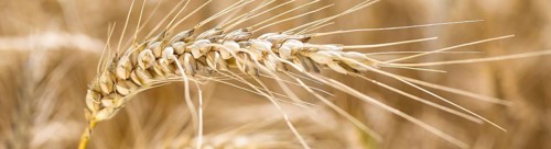 Grain field with ripe ears of wheat (triticum) in front of a blue sky, Riesa, Saxony, Germany,