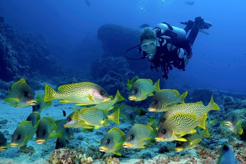 Small shoal of black spotted sweetlips (Plectorhinchus gaterinus) in front of diver in the