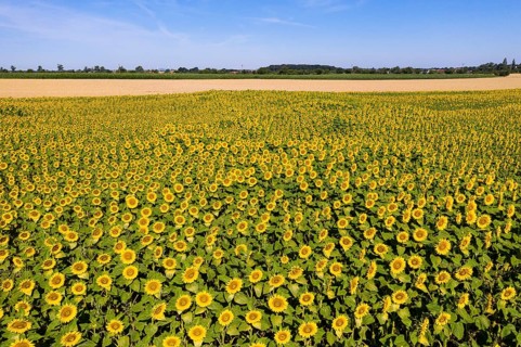 Aerial view of a sunflower field in bloom, sunflowers (Helianthus annuus), Hirschstein, Saxony,