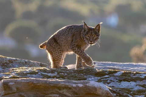 Lynx pardinus, male, running over stone, backlight, background far away, Sierra de Andujar,