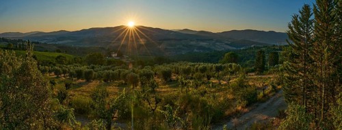 Tuscan landscape at sunrise, country estate with vineyards, forests amd olive trees in Chianti,