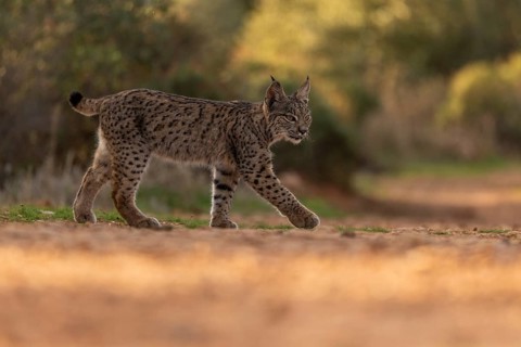 Lynx pardinus, young male, from the side, La Mancha, Spain, Europe