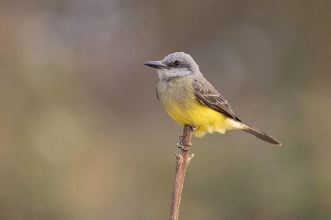 Mourning Tyrant (Tyrannus melancholicus), Pantanal, Brazil, South America
