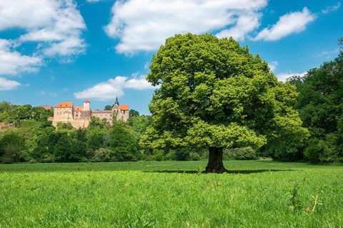 Landscape in the Saale valley near Naumburg in spring, in front a solitary lime tree in bloom,