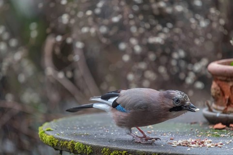 Eurasian jay (Garrulus glandarius) fetching nuts from the patio table, Bavaria, Germany, Europe
