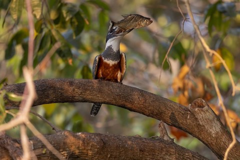 Red-breasted Kingfisher (Megaceryle torquata), on branch, eating piranha, Rio Claro, Pantanal,