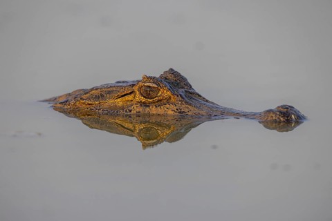 Spectacled caiman (Caiman yacare), swimming in a lake, head portrait, Pantanal, Brazil, South