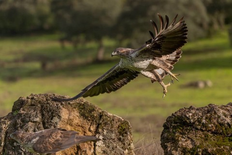 Bonelli's eagle (Aquila fasciata), take-off from stone, Sierra Morena, Andalusia, Spain, Europe