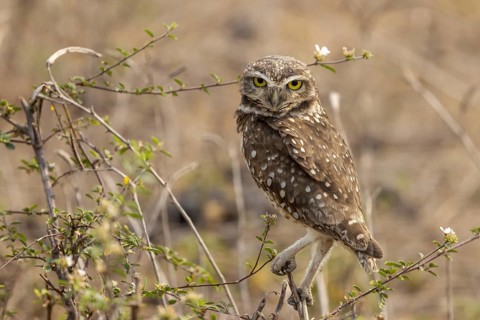 Burrowing owl (ninox connivens), Pantanal, Brazil, South America