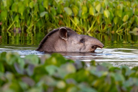 Lowland tapir (Tapirus terrestris), swimming between floating plants, Rio Claro, Pantanal, Brazil,