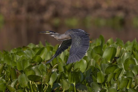 Mangrove heron (Butorides striata), flies over aquatic plants, Pantanal, Brazil, South America