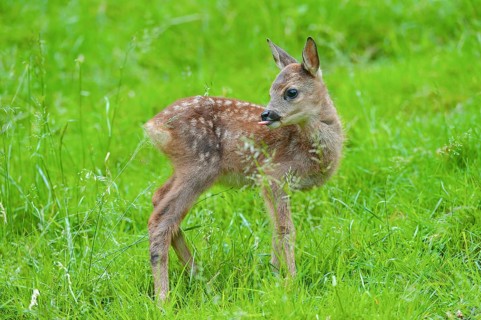 Roe deer (Capreolus capreolus), fawn standing in a meadow, tongue visible, Germany, Europe