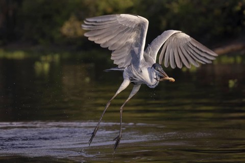 Cocoirei heron (Ardea cocoi), flying with fish, Rio Claro, Pantanal, Brazil, South America
