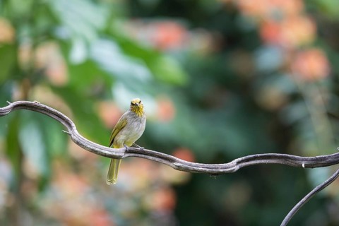 Striped-throated bulbul (Pycnonotus finlaysoni), Phetchaburi, Kaeng Krachan National Park,
