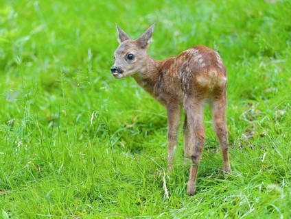 Roe deer (Capreolus capreolus), fawn standing in a meadow and licking grasses with its tongue,