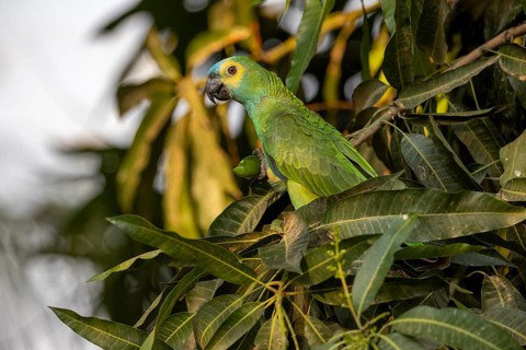 Blue-fronted Amazon (Amazona aestiva), with fruit, Pantanal, Brazil, South America