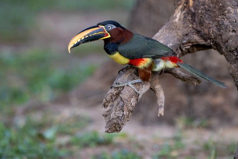 Brown-eared Aracari (Pteroglossus castanotis), on branch, Jaguar Eco Lodge, Pantanal, Brazil, South