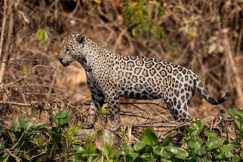 Jaguar (Panthera onca) on a steep bank, Pantanal, Brazil, South America