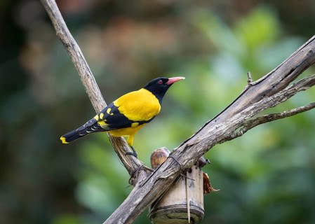 Black-headed oriole (Eurasian Golden Oriole xanthornus), Kaeng Krachan National Park, Thailand,