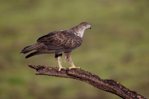 Bonelli's eagle (Aquila fasciata), on branch, Sierra Morena, Andalusia, Spain, Europe