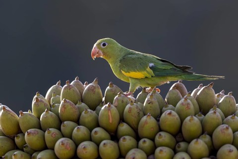 Yellow-winged Parakeet (Brotogeris chiriri) or Canary-winged Parakeet, on palm fruit, Pantanal,