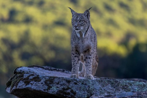 Lynx pardinus, male, standing on stone, background far away, Sierra de Andujar, Andalusia, Spain,