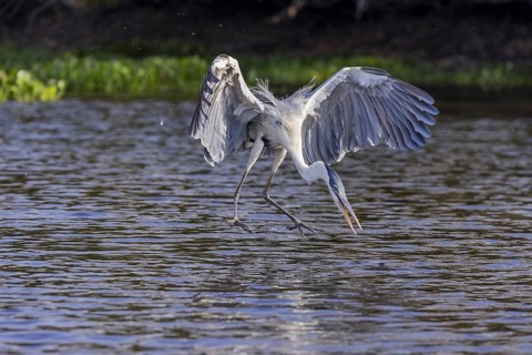 Cocoirei heron (Ardea cocoi), hunting fish in flight, Rio Claro, Pantanal, Brazil, South America