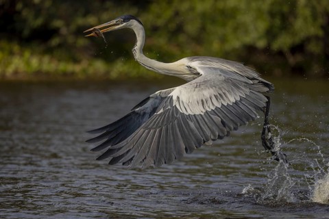 Cocoirei heron (Ardea cocoi), flying with fish, Pantanal, Brazil, South America