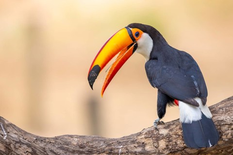 Giant toucan (Ramphastos toco), tongue visible, Pantanal, Brazil, South America