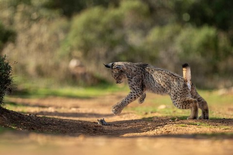 Lynx pardinus, young male, playing with rat, prey, La Mancha, Spain, Europe