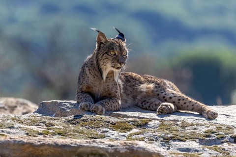 Lynx pardinus, male, lying on stone, background far away, Sierra de Andujar, Andalusia, Spain,