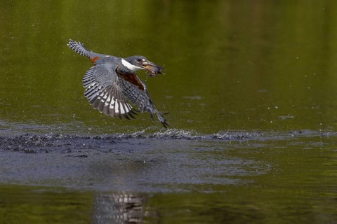 Red-breasted Kingfisher (Megaceryle torquata), flying with caught fish, Rio Claro, Pantanal,