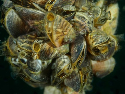 A cluster of quagga mussels (Dreissena rostriformis bugensis), invasive species, Wildsau dive site,