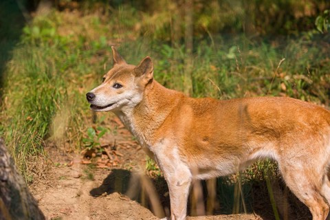 One New Guinea singing dog or New Guinea Highland dog (Canis hallstromi) (Canis dingo hallstromi,
