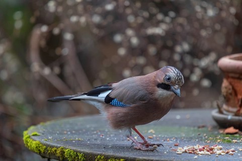 Eurasian jay (Garrulus glandarius) fetching nuts from the patio table, Bavaria, Germany, Europe