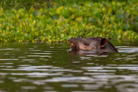 Lowland tapir (Tapirus terrestris), swimming between floating plants, Rio Claro, Pantanal, Brazil,