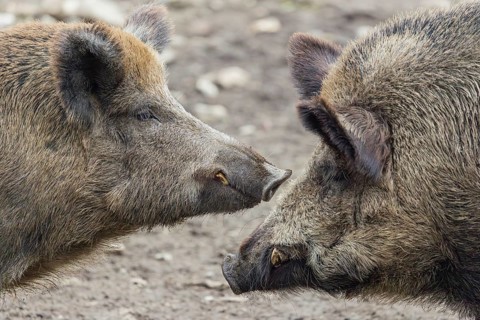 Two adult male wild boars (Sus scrofa)stand face to face, having a dispute