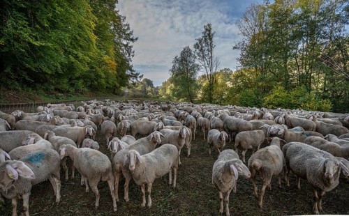 A herd of Merinoland sheep in a fenced pasture, Thuisbrunn, Upper Franconia, Bavaria, Germany,