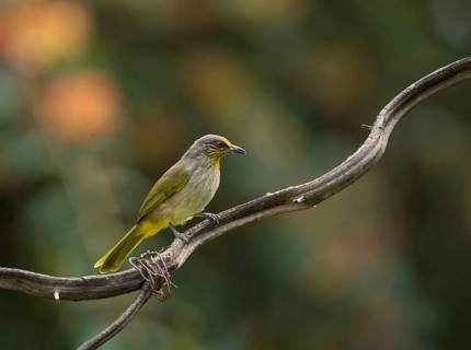 Striped-throated bulbul (Pycnonotus finlaysoni), Phetchaburi, Kaeng Krachan National Park,