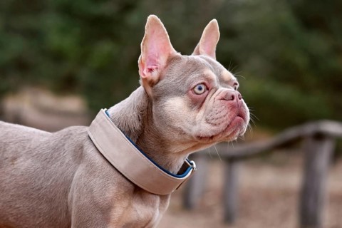 Portrait of New Shade Isabella orange Tan colored French Bulldog with wide pull stop dog collar