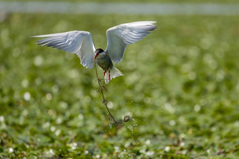 White-bearded Tern (Chlidonias hybrida), flying with nesting material, Danube Delta, Romania,
