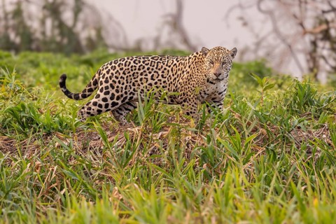 Jaguar (Panthera onca), upper edge of steep bank, Pantanal, Brazil, South America