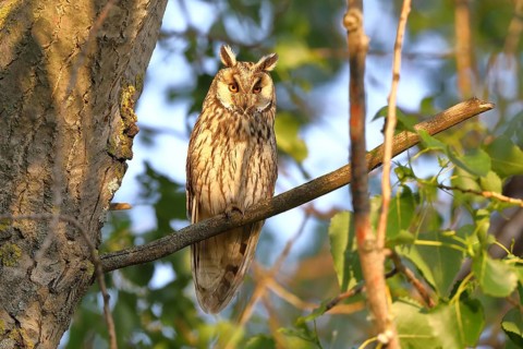 Long-eared owl (Asio otus), sitting on a branch in an aspen (Populus tremula), Burgenland, Austria,