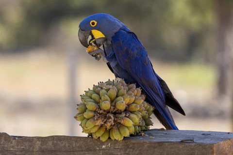 Hyacinth Macaw (Anodorhynchus hyacinthinus) on Urucuri (Attalea phalerata) palm fruit, Pantanal,